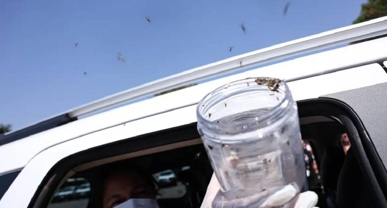 Saúde libera mosquitos estéreis para frear reprodução do Aedes em aldeia indígena 