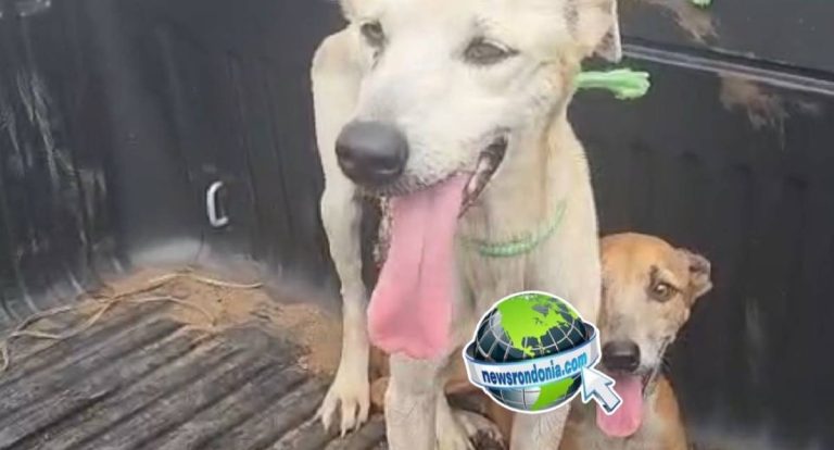 SEMA resgata cães e prende tutor por maus-tratos em Porto Velho