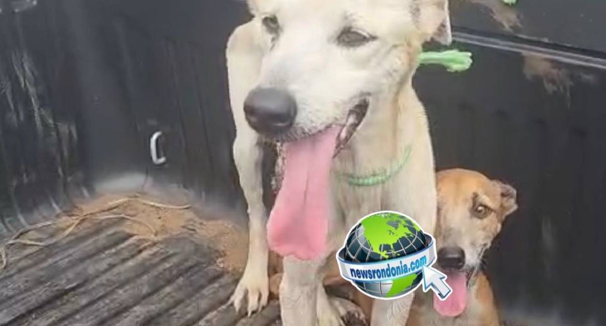 SEMA resgata cães e prende tutor por maus-tratos em Porto Velho