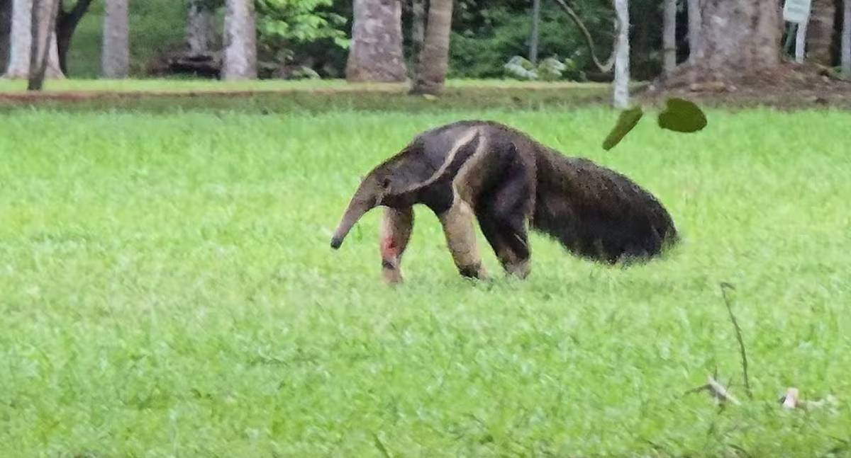 Tamanduá-bandeira é flagrado passeando em parque de Porto Velho