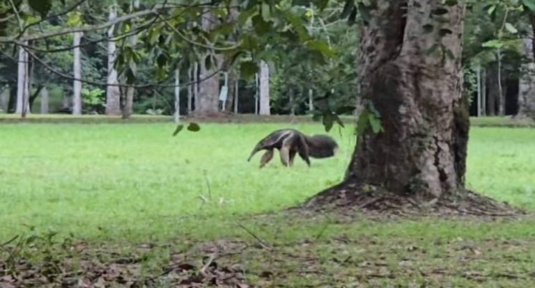 Tamanduá-bandeira reaparece no Parque Circuito e reforça alerta da SEMA sobre segurança
