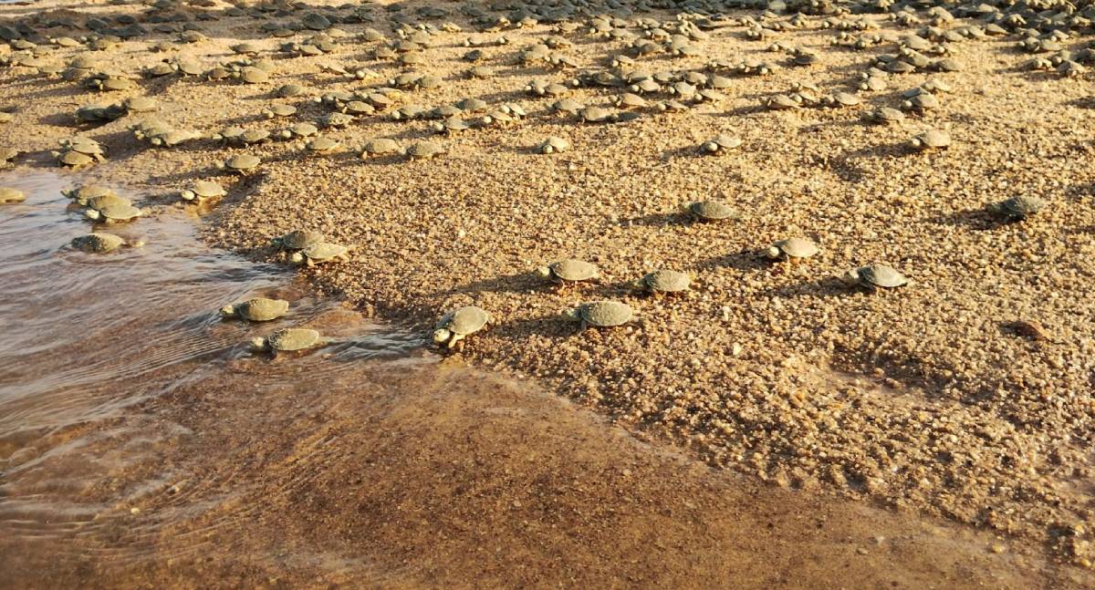 Tartaruga-da-Amazônia tem filhotes soltos no Vale do Guaporé apesar dos desafios ambientais
