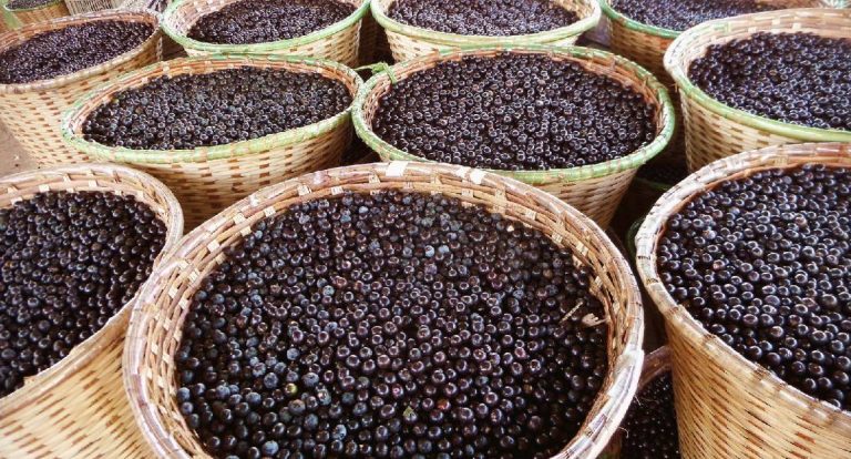 Açaí de Porto Velho é destaque na merenda escolar municipal