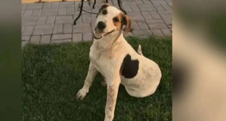 Cachorro comunitário é morto por um tiro no Paraná