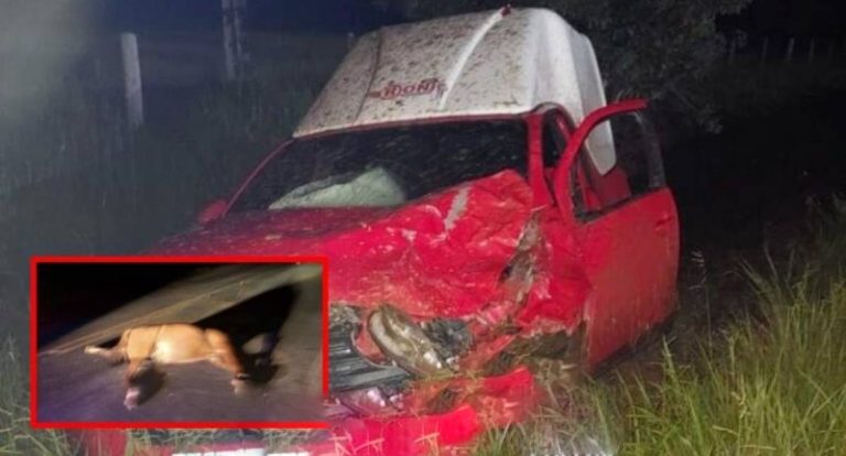 Cavalo solto provoca acidente com maloteiro na RO-479, em Rolim de Moura