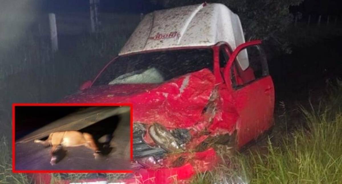 Cavalo solto provoca acidente com maloteiro na RO-479, em Rolim de Moura