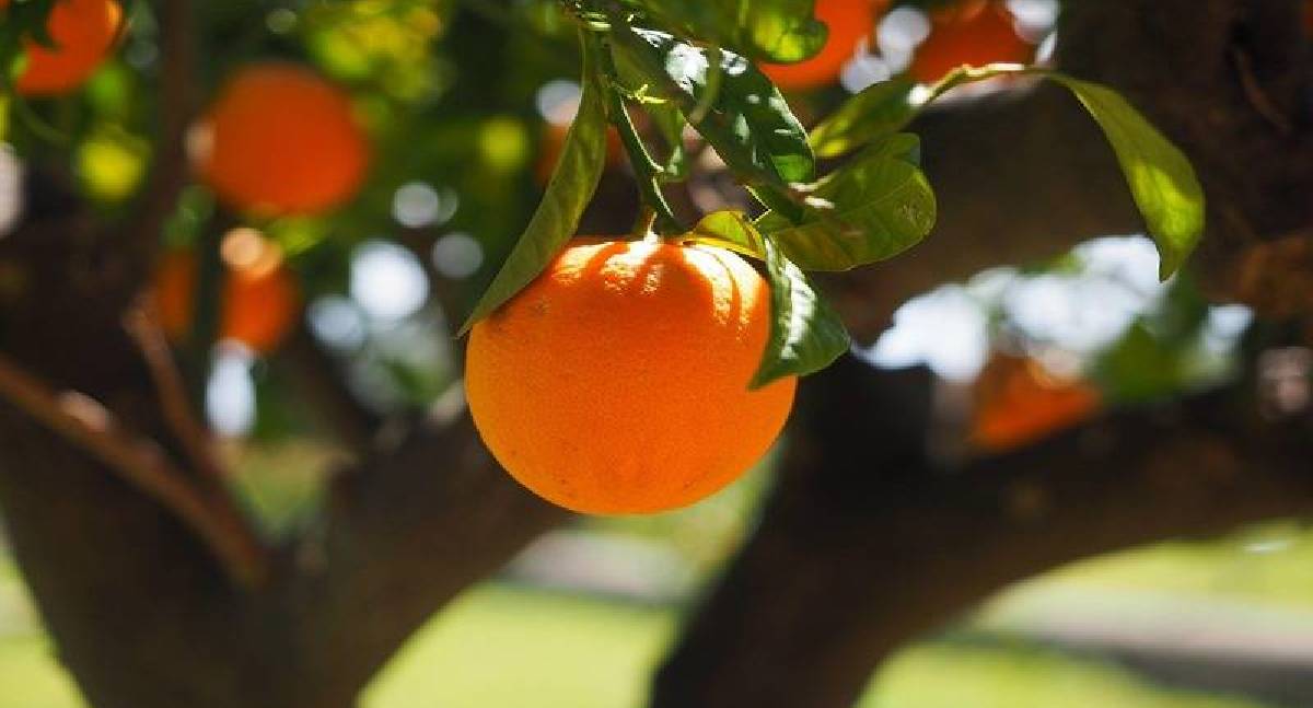 Conab: Preços da laranja caem nas Ceasas em dezembro