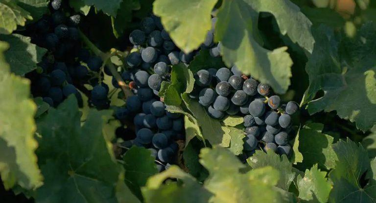 Documentário sobre cultura vinícola brasileira é exibido na TV Brasil