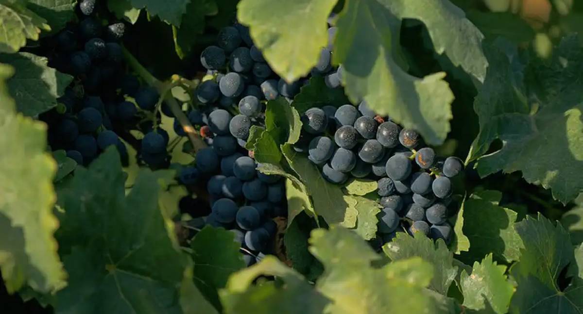 Documentário sobre cultura vinícola brasileira é exibido na TV Brasil