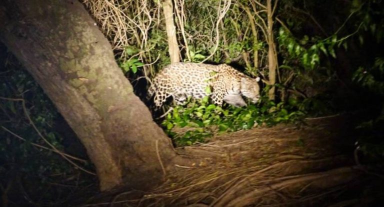 Homem diz ter sido atacado por onça pintada em Rondônia