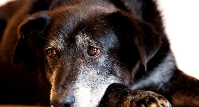 Justiça condena lojista a 5 anos de reclusão por maus-tratos a cães em São Paulo