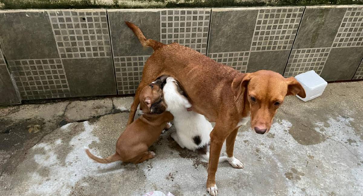 Prefeitura de Porto Velho resgata cães abandonados após denúncia