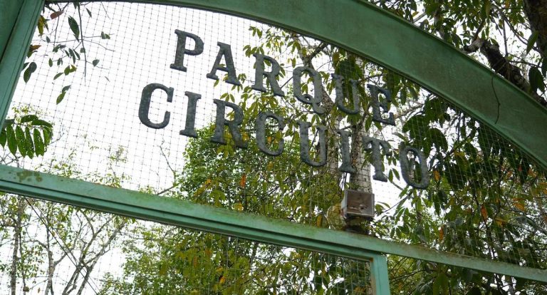 Presença de animais silvestres em Porto Velho indica preservação, mas exige cautela