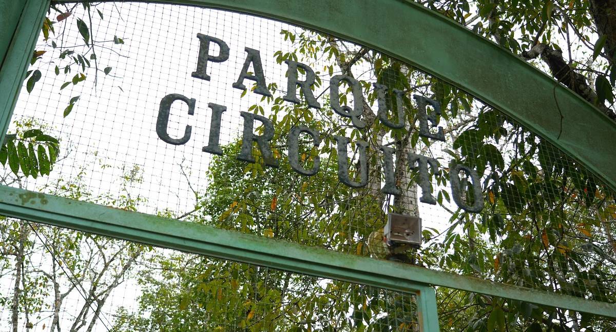 Presença de animais silvestres em Porto Velho indica preservação, mas exige cautela