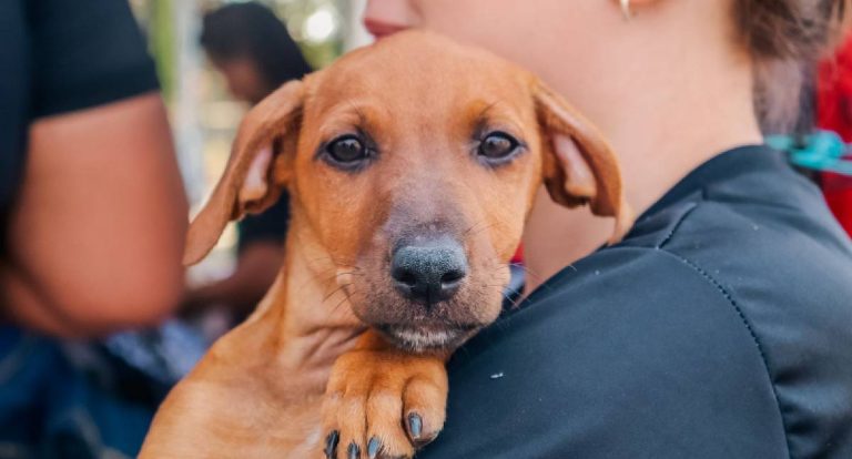 Resgates de animais crescem em 2026 e acendem alerta sobre abandono em Porto Velho