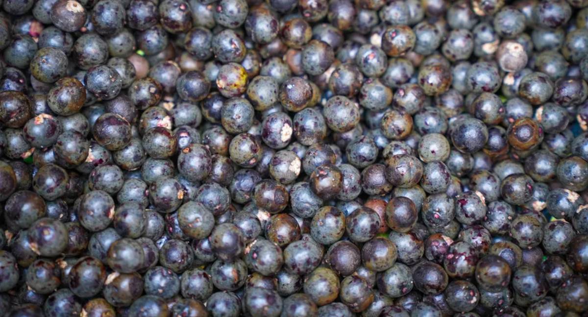 Açaí é reconhecido como fruta nacional em nova legislação