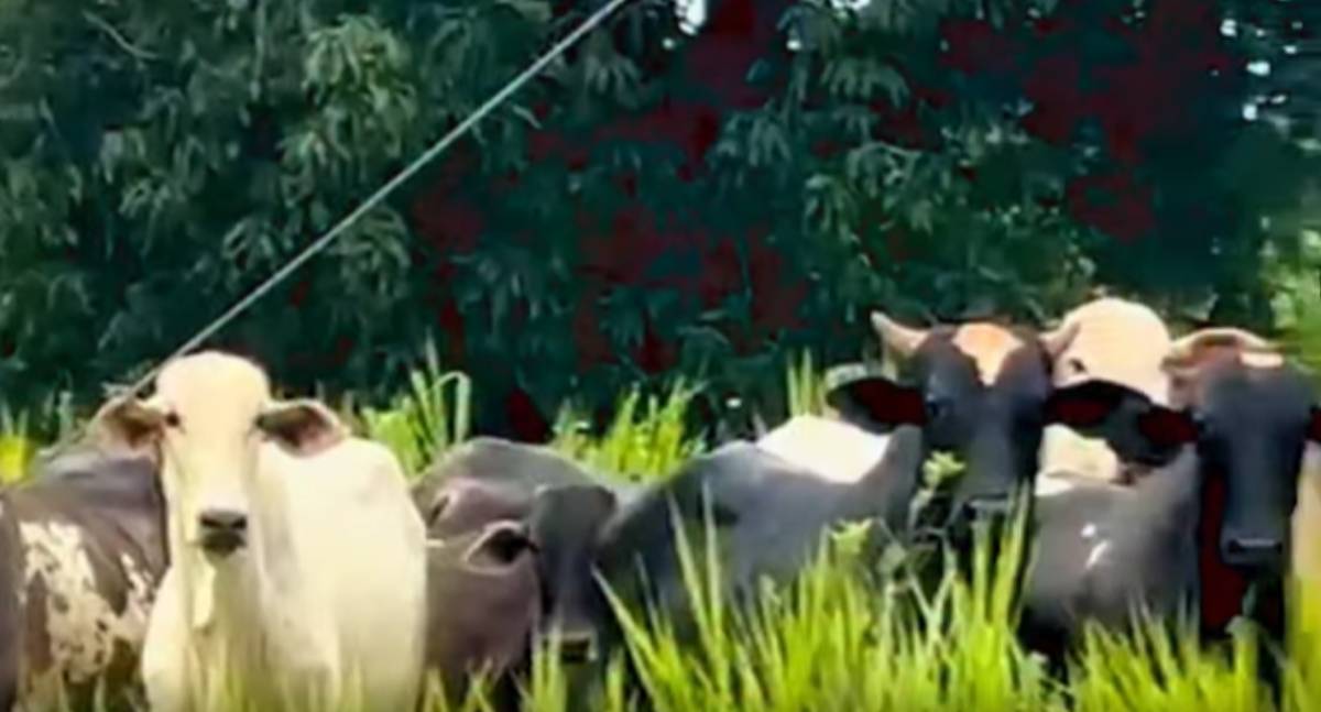 Ação integrada recupera 17 cabeças de gado em Cacoal