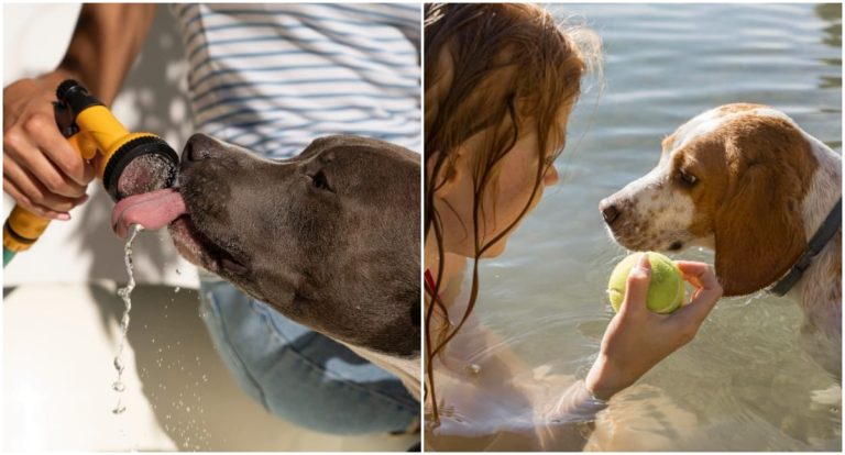 Altas temperaturas mudam a rotina dos pets e exigem novos cuidados dos tutores