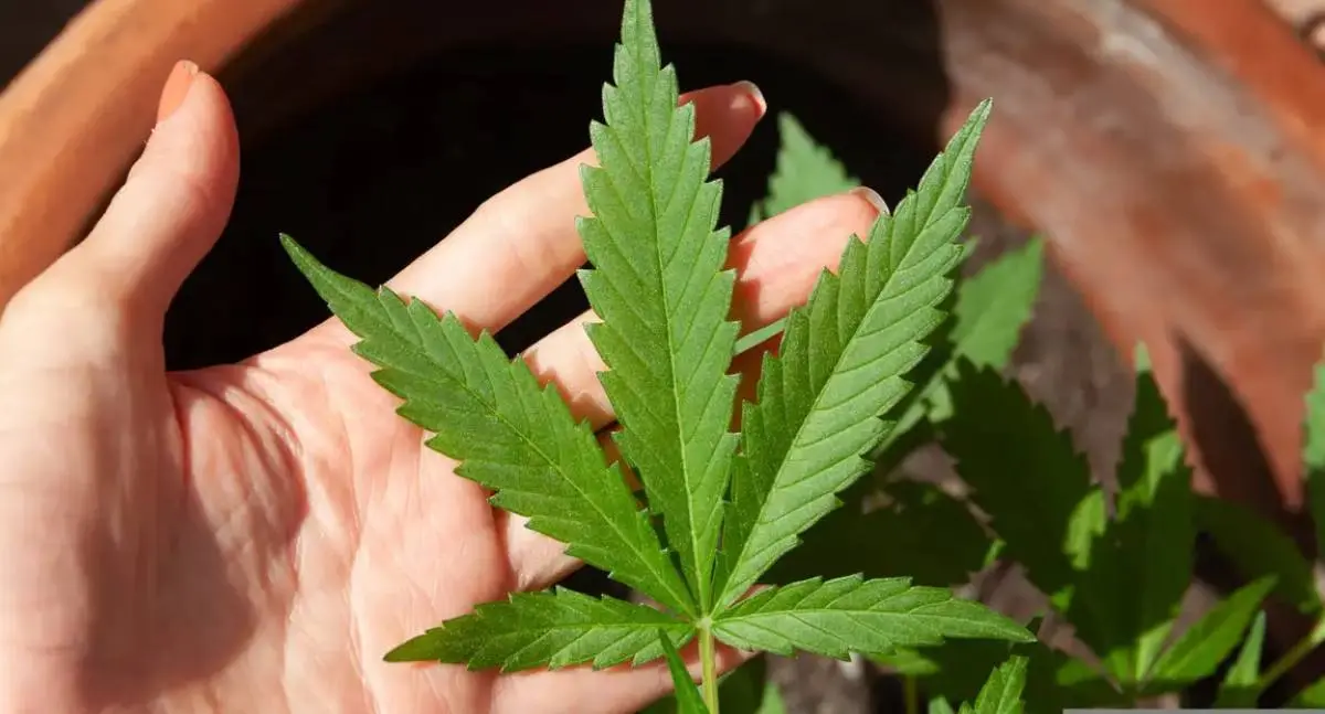 Anvisa vota hoje regras para o cultivo de cannabis medicinal