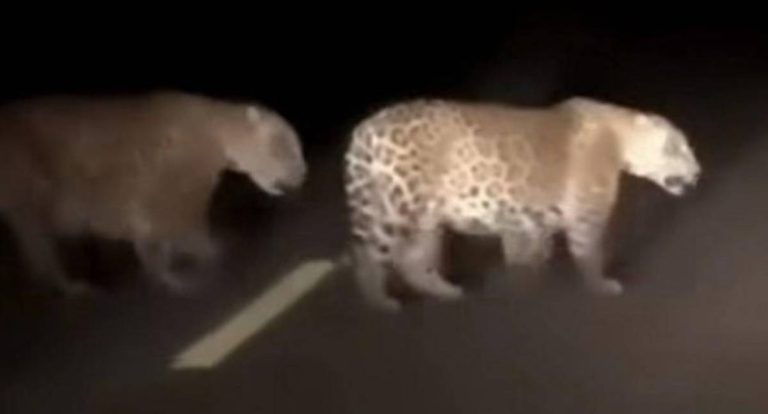 Ataque de onça a motociclista gera pânico em Iranduba