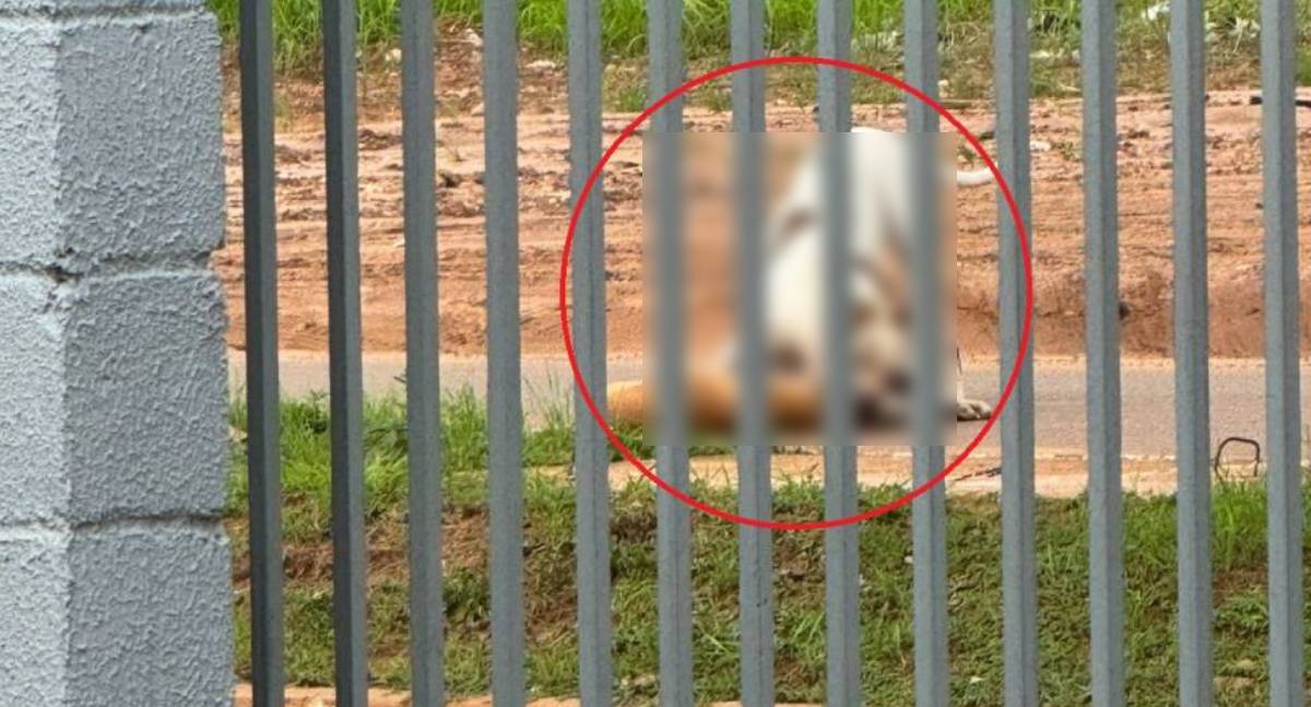 Ataque de pit bull mobiliza Polícia Militar em avenida de Vilhena