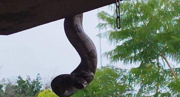 Bombeiros capturam jiboia em residência no setor de chácaras em RO