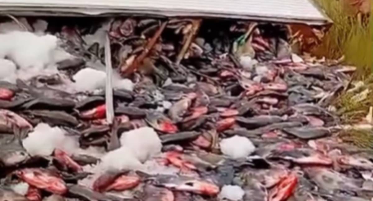 Carreta carregada com tambaqui tomba na BR-319 e carga bloqueia a pista