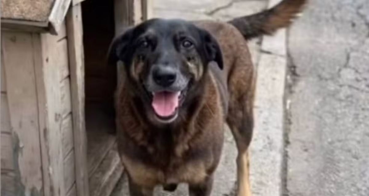 Caso Orelha: Pais e tio de adolescentes são indiciados por coação