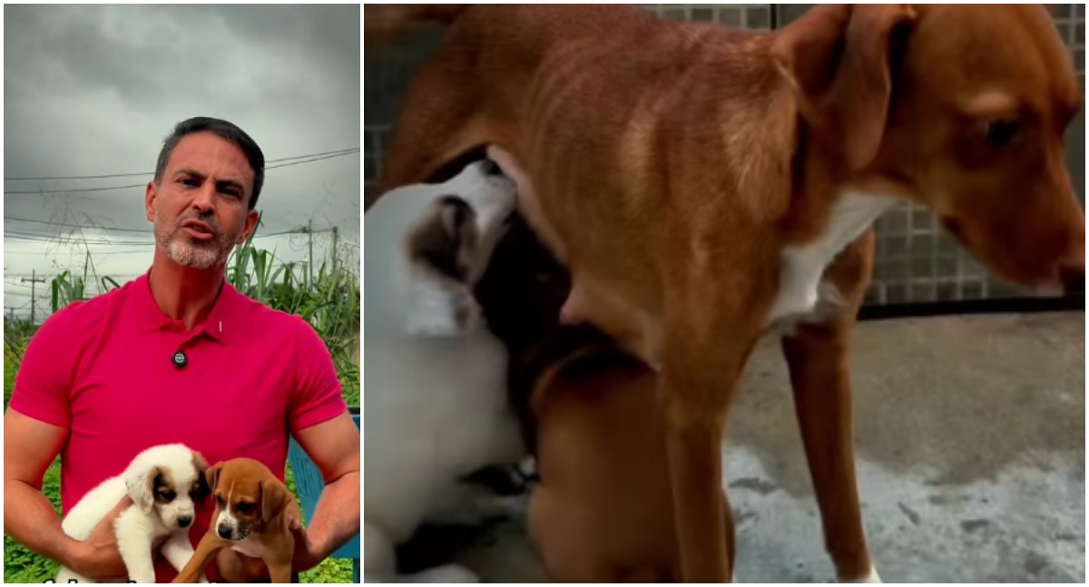 Prefeito de Porto Velho reforça: maus-tratos contra cães e gatos é crime