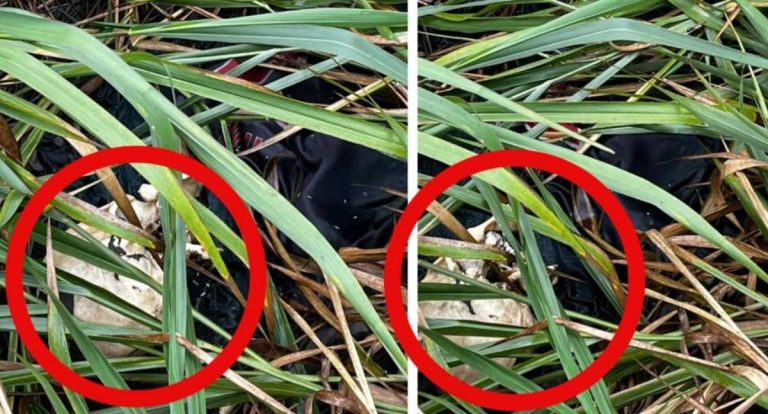 Corpo em decomposição é encontrado às margens da BR 364