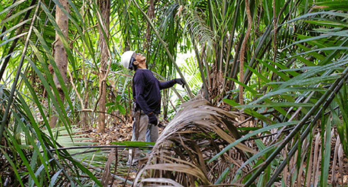Cultura e Meio Ambiente celebram acordo para fortalecer povos e comunidades tradicionais