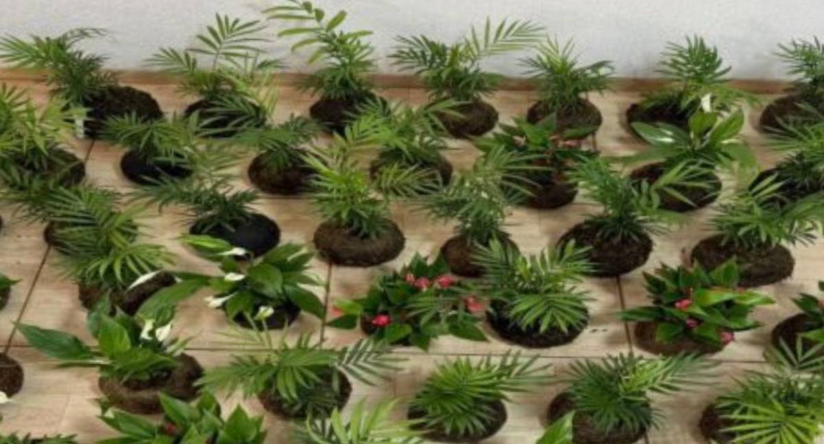 Curso de Kokedamas em Pimenta Bueno promove ressocialização e autonomia financeira