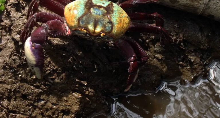 Defeso do caranguejo uçá começa no próximo dia 18