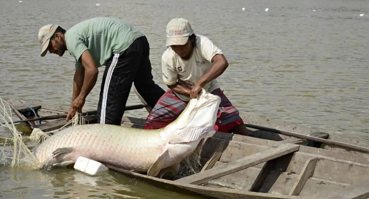 Estudo inédito mapeia DNA para preservar peixes nativos da Amazônia