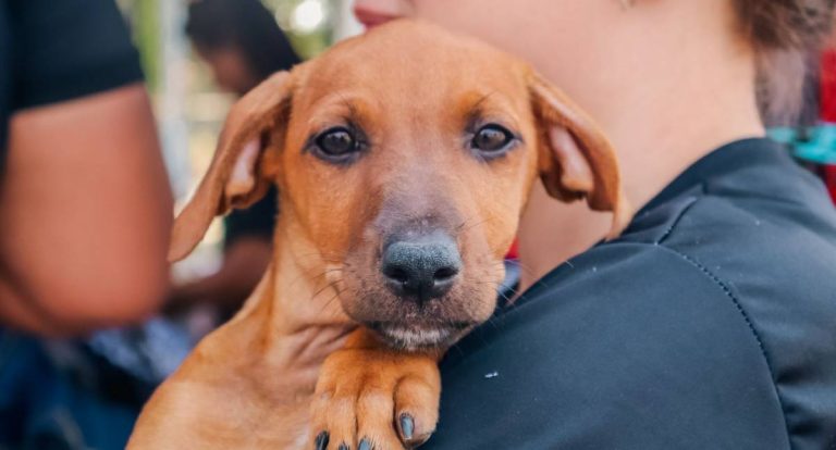 Fiscalização ambiental multa empresa por abandono de animal