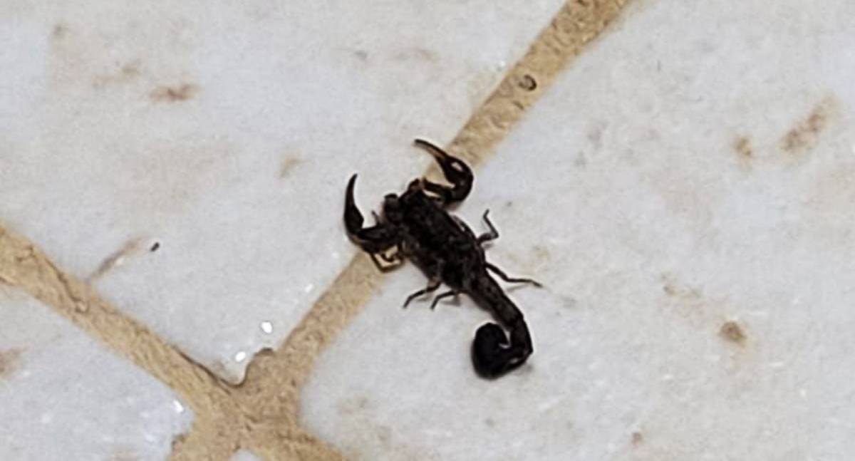 Governo de RO amplia ações de prevenção contra acidentes com animais peçonhentos