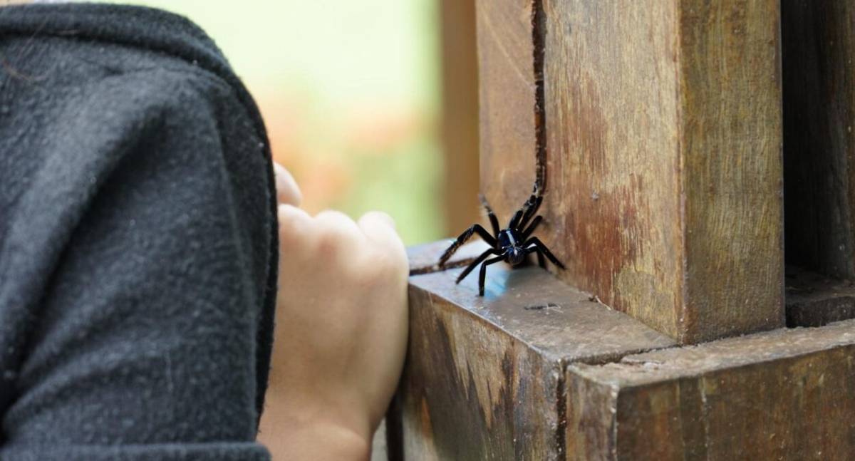 Governo de RO reforça cuidados com animais peçonhentos durante o período de chuvas