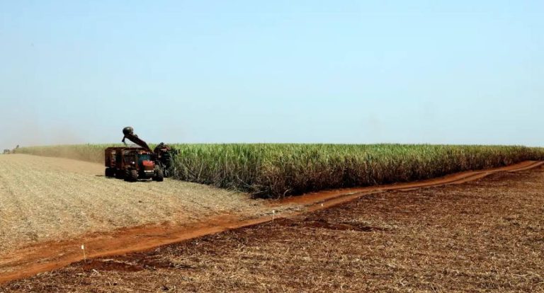 IBGE prevê safra recorde de 346 milhões de toneladas em 2025