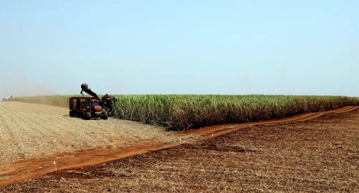 IBGE prevê safra recorde de 346 milhões de toneladas em 2025