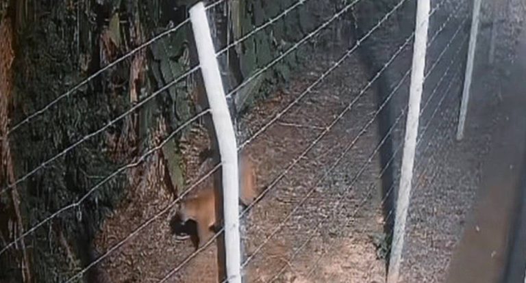 Onça-parda é flagrada próximo ao Parque Circuito, em Porto Velho