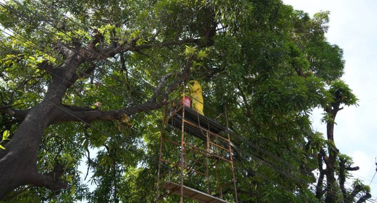 Poda irregular expõe enxame e mobiliza equipes para remoção segura