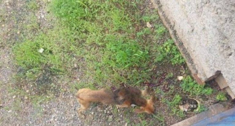 Polícia Militar apura abandono de animais em Alta Floresta d’Oeste