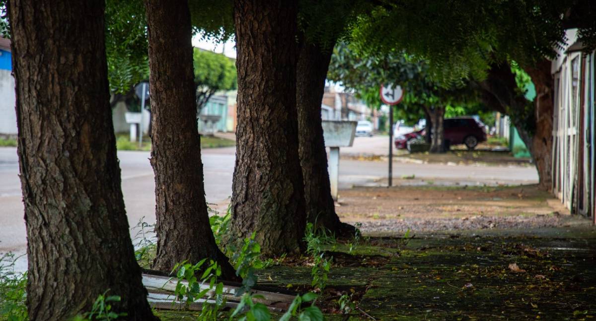 Porto Velho estabelece normas para proteger aves e ninhos durante o manejo da arborização