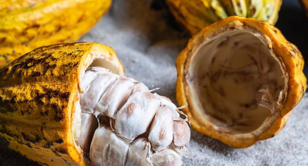 Produtores de Rondônia podem ampliar mercado com nova política do cacau