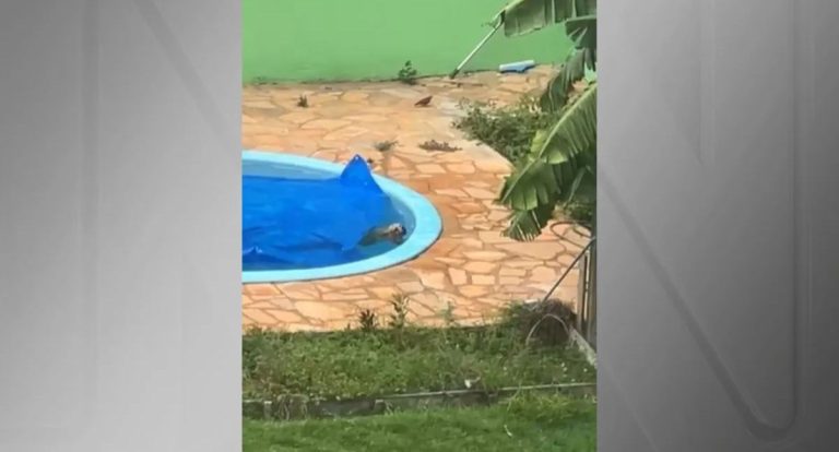 Resgate Heroico: Bombeiros salvam cachorro de afogamento em piscina