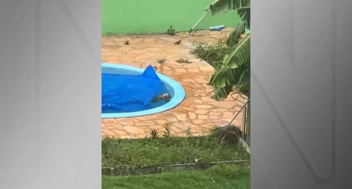 Resgate Heroico: Bombeiros salvam cachorro de afogamento em piscina