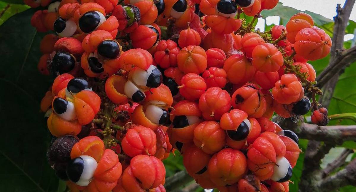Rondônia ganha espaço e se consolida entre os maiores produtores de guaraná do Norte