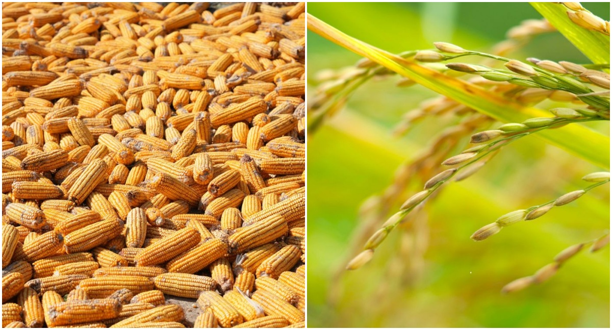 Safra de arroz e milho avança com bom desenvolvimento das lavouras em Rondônia