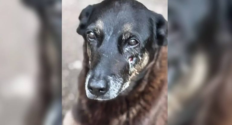 Saiba quais sanções podem ser aplicadas aos jovens que mataram cão Orelha