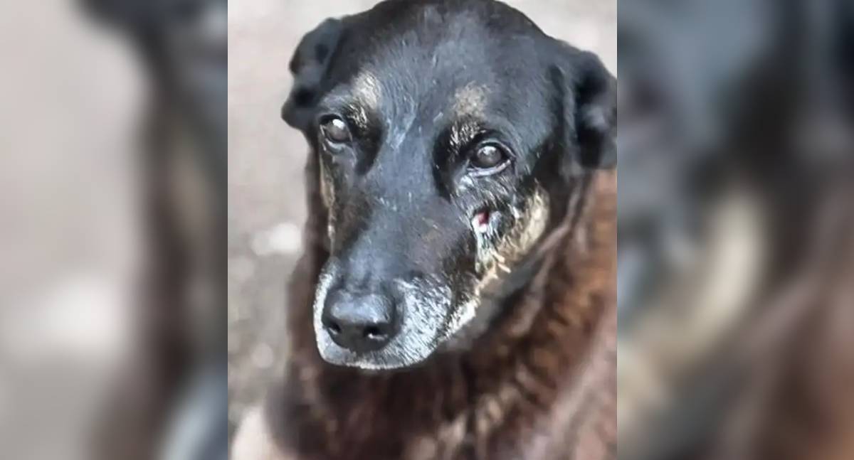 Saiba quais sanções podem ser aplicadas aos jovens que mataram cão Orelha